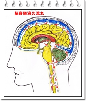 脳脊髄液の循環